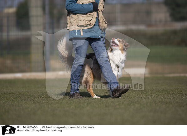 Australian Shepherd at training / NC-02455