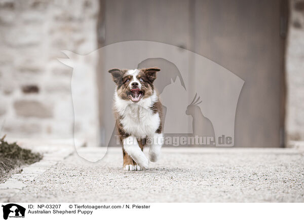 Australian Shepherd Welpe / Australian Shepherd Puppy / NP-03207