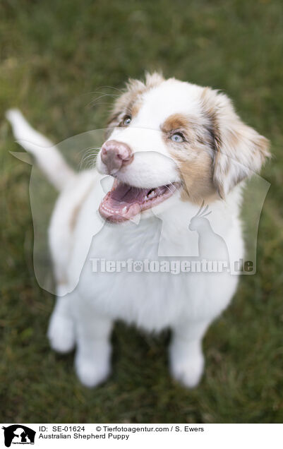 Australian Shepherd Welpe / Australian Shepherd Puppy / SE-01624