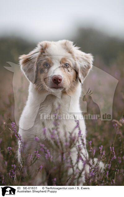 Australian Shepherd Welpe / Australian Shepherd Puppy / SE-01631