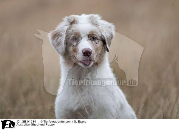 Australian Shepherd Welpe / Australian Shepherd Puppy / SE-01634