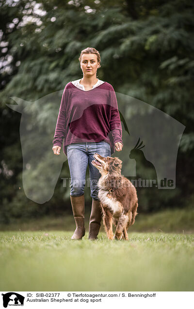 Australian Shepherd at dog sport / SIB-02377