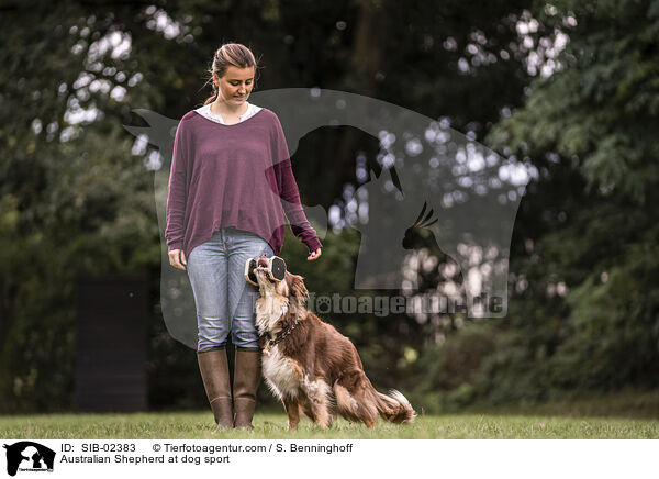 Australian Shepherd at dog sport / SIB-02383