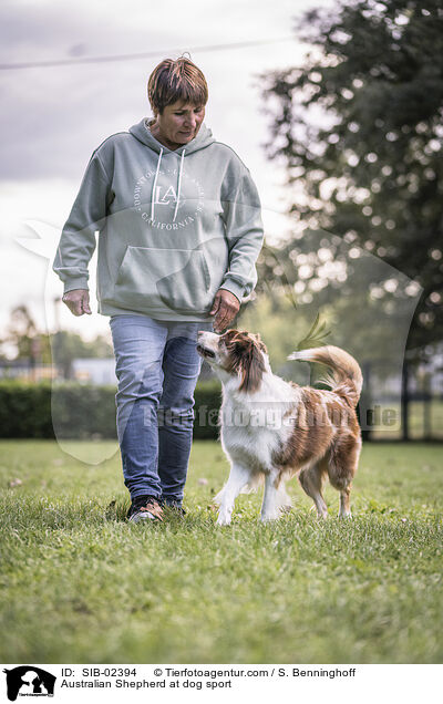 Australian Shepherd at dog sport / SIB-02394