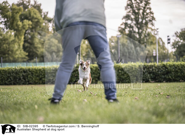 Australian Shepherd at dog sport / SIB-02395