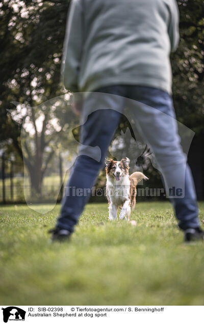 Australian Shepherd at dog sport / SIB-02398