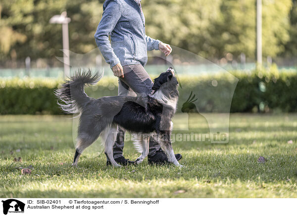 Australian Shepherd at dog sport / SIB-02401