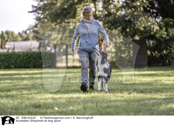 Australian Shepherd at dog sport / SIB-02402