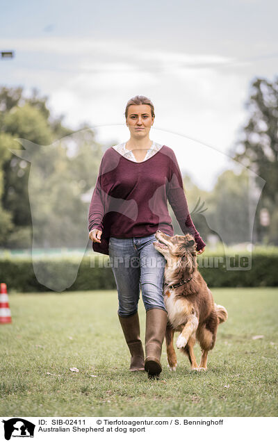 Australian Shepherd at dog sport / SIB-02411