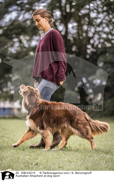 Australian Shepherd at dog sport / SIB-02414