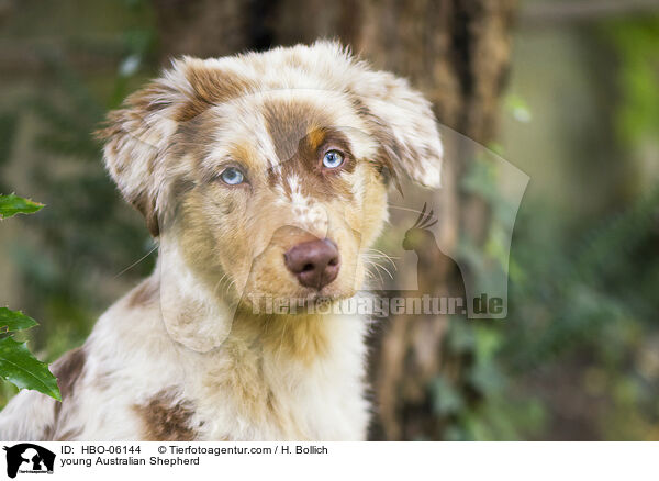 young Australian Shepherd / HBO-06144