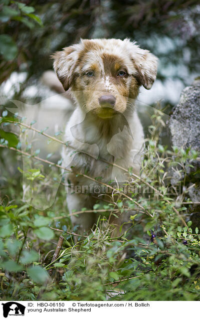 young Australian Shepherd / HBO-06150