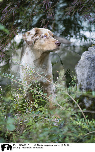 young Australian Shepherd / HBO-06151