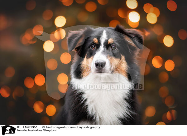 Australian Shepherd Hndin / female Australian Shepherd / LM-01351