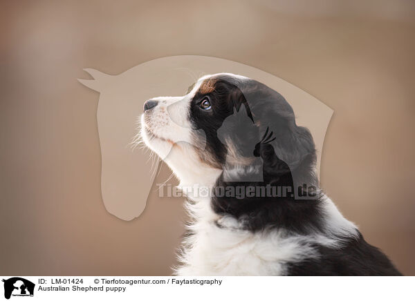 Australian Shepherd puppy / LM-01424