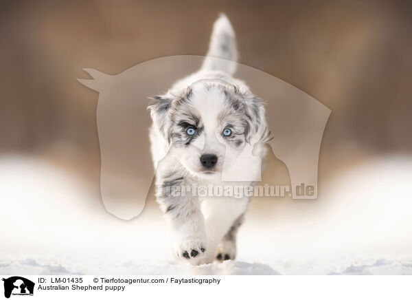 Australian Shepherd puppy / LM-01435