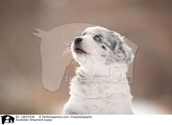 Australian Shepherd puppy / LM-01436