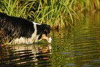 Australian Shepherd at water