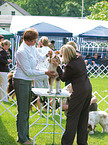 dog show