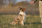 sitting Australian Shepherd