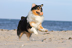 playing Australian Shepherd