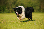 running Australian Shepherd