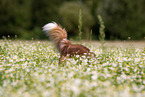 Australian Shepherd in a flower field