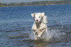 running Australian Shepherd