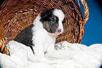young Australian Shepherd Puppy