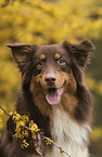 Australian Shepherd portrait