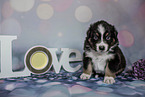 sitting Australian Shepherd Puppy