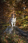 Australian Shepherd