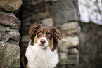 Australian Shepherd Portait