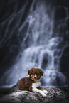young Australian Shepherd inn front of waterfall