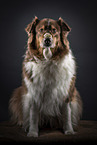 female Australian Shepherd