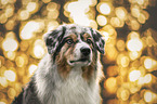 male Australian Shepherd