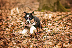 Australian Shepherd Puppy