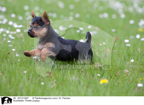 Australian Terrier puppy / KF-01587