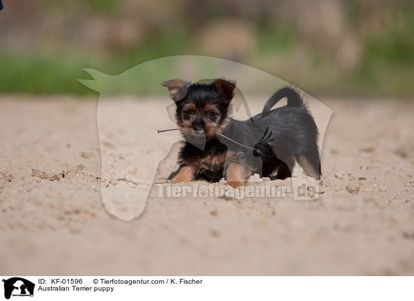 Australian Terrier puppy / KF-01596