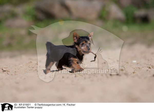 Australian Terrier puppy / KF-01601