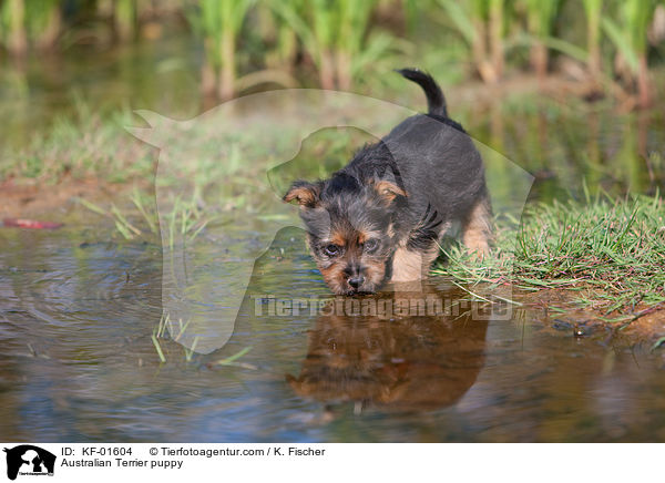 Australian Terrier puppy / KF-01604