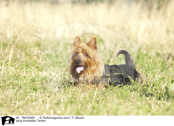 liegender Australian Terrier / lying Australian Terrier / TM-02950