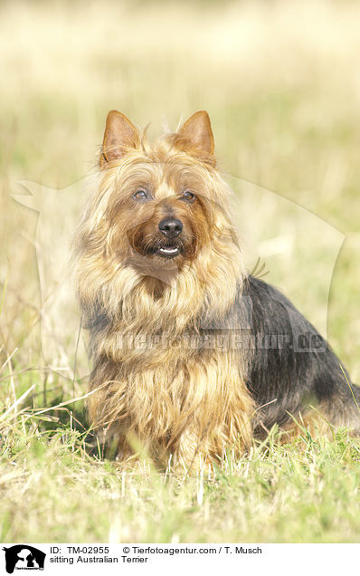 sitzender Australian Terrier / sitting Australian Terrier / TM-02955