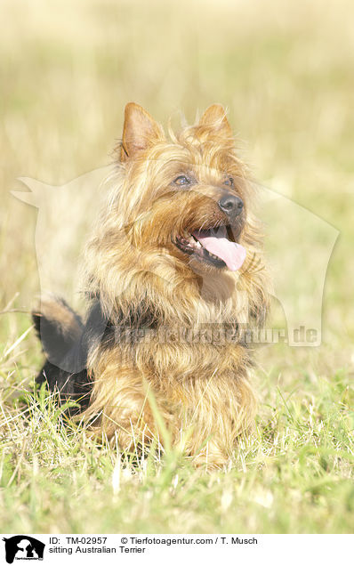 sitzender Australian Terrier / sitting Australian Terrier / TM-02957
