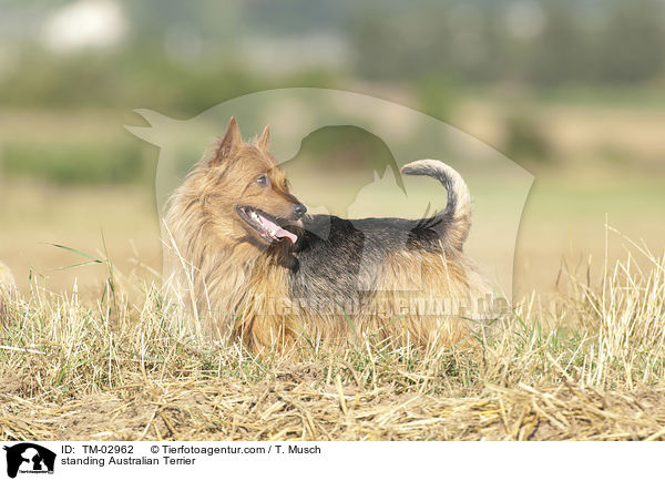 standing Australian Terrier / TM-02962