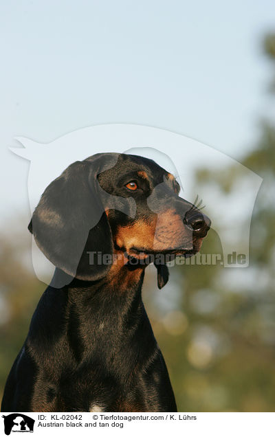 Austrian black and tan dog / KL-02042