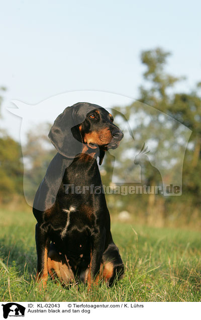 Austrian black and tan dog / KL-02043