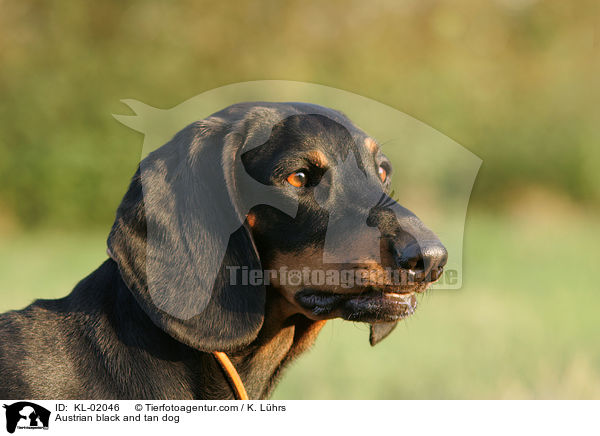 Austrian black and tan dog / KL-02046