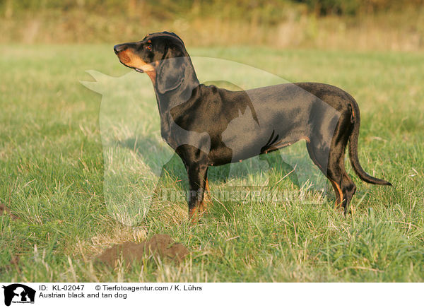 Austrian black and tan dog / KL-02047