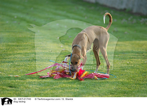 dog racing / SST-01740